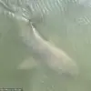 Unusual Encounter: Alligator and Lemon Shark Spotted Together Near Hilton Head Island Marina