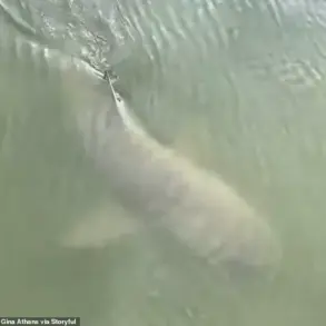 Unusual Encounter: Alligator and Lemon Shark Spotted Together Near Hilton Head Island Marina