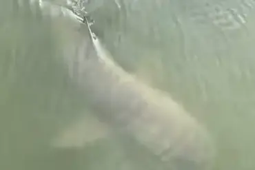 Unusual Encounter: Alligator and Lemon Shark Spotted Together Near Hilton Head Island Marina