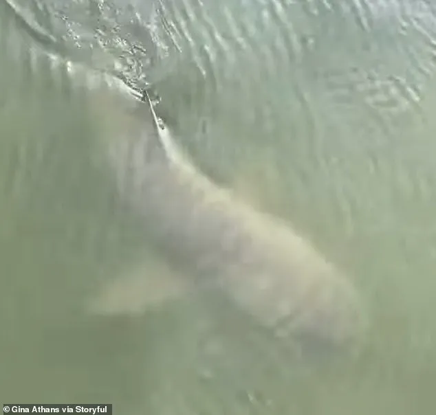 Unusual Encounter: Alligator and Lemon Shark Spotted Together Near Hilton Head Island Marina