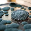 Urgent Recall of Hostess Chocolate Ding Dongs Over Mold Contamination Concerns