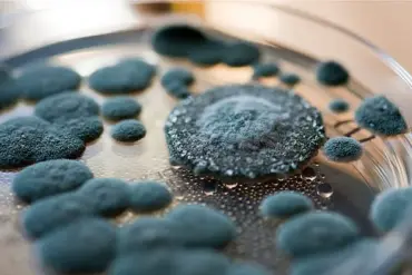 Urgent Recall of Hostess Chocolate Ding Dongs Over Mold Contamination Concerns