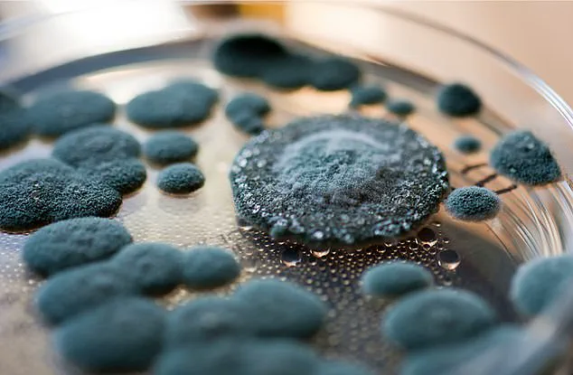 Urgent Recall of Hostess Chocolate Ding Dongs Over Mold Contamination Concerns